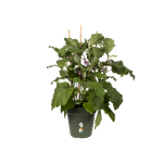 green basics pot de culture 15cm leaf green